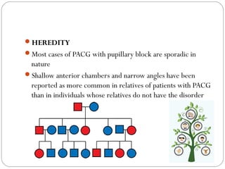 HEREDITY
Most cases of PACG with pupillary block are sporadic in
nature
Shallow anterior chambers and narrow angles have been
reported as more common in relatives of patients with PACG
than in individuals whose relatives do not have the disorder
 