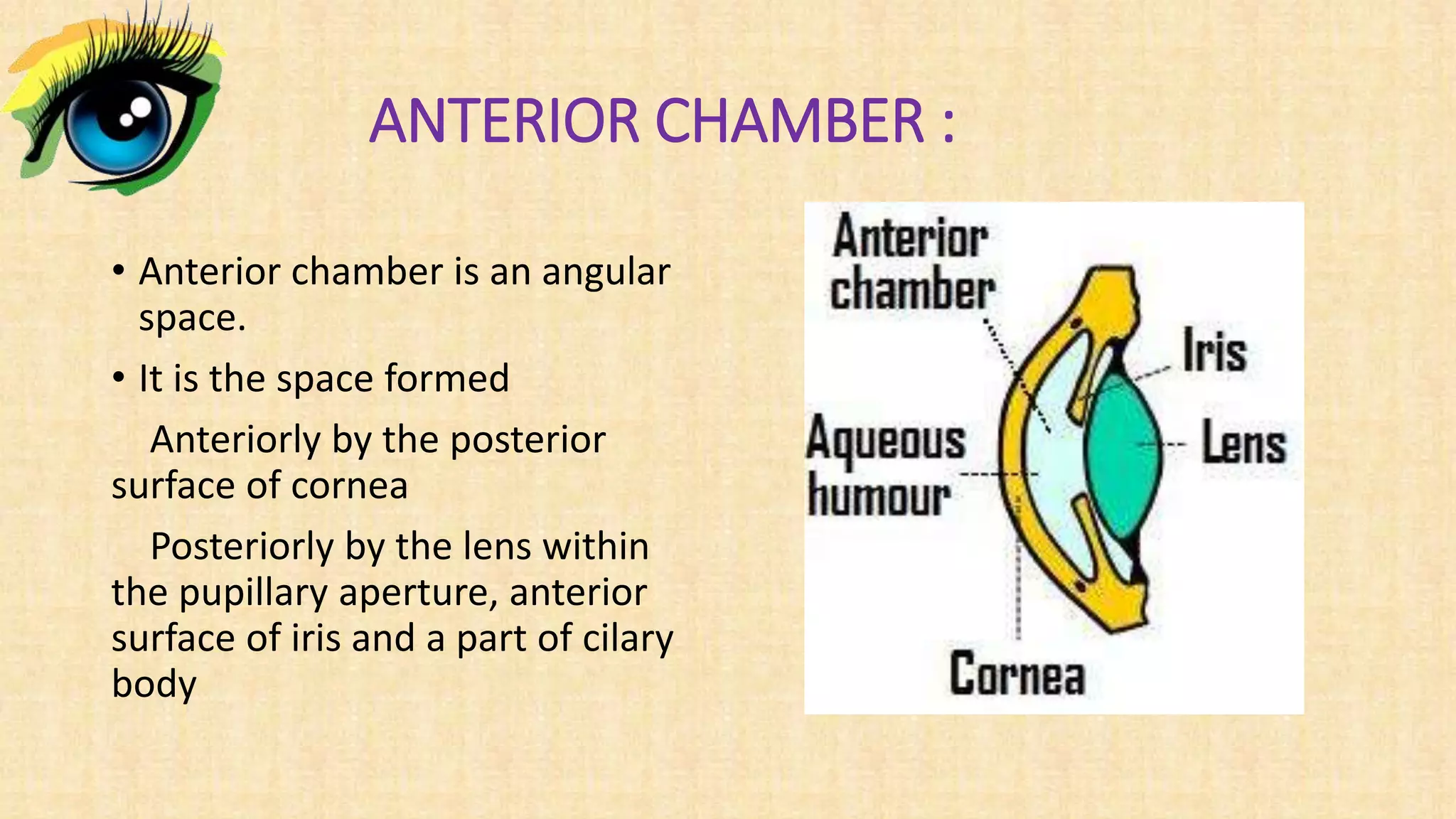 Anterior Chamber Definition Of Anterior Chamber By Shallow Anterior