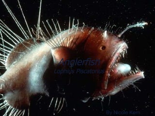 Anglerfish Lophius Piscatorius By Nicole Kern 