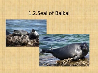 1.2.Seal of Baikal
 