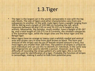 1.3.Tiger
• The tiger is the largest cat in the world, comparable in size with the big
cats fossils. The size of tigers and other characteristics vary from one
subspecies to another. In the wild, male tigers have a weight ranging from
100 to 360 kg and a length of 220-380 cm including the tail, which
measures between 60 and 110 cm and 70-122 cm in height at the
withers. Meanwhile, the females, much smaller, have a weight of 85-167
kg. and a total length of 210-275 cm.6 Currently, the smallest subspecies
is the Sumatran tiger, while the larger ones are the Amur tiger and the
Bengal tiger.
• Most tigers have an orange or tawny coat a whitish medial and ventral
area and stripes vary in tone from dark brown to black. The form and
amount of the stripes vary by sex (if female striped amount is less), but
most tigers are smaller than 100 lines. The pattern of stripes is unique to
each individual and can use this to identify an individual, in the same way
that fingerprints are used to identify a person. However, due to the
difficulty of recording the stripe pattern of a wild tiger, this is not the
method used for identification of a tiger. Probably the function of stripes
is camouflage, making it useful to hide from potential prey.
 