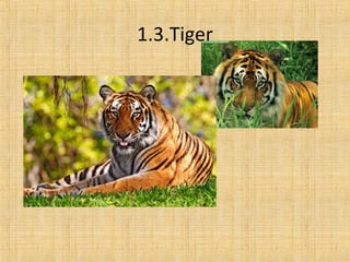 1.3.Tiger
 
