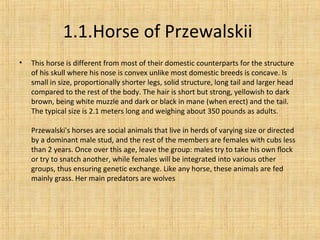 1.1.Horse of Przewalskii
• This horse is different from most of their domestic counterparts for the structure
of his skull where his nose is convex unlike most domestic breeds is concave. Is
small in size, proportionally shorter legs, solid structure, long tail and larger head
compared to the rest of the body. The hair is short but strong, yellowish to dark
brown, being white muzzle and dark or black in mane (when erect) and the tail.
The typical size is 2.1 meters long and weighing about 350 pounds as adults.
Przewalski's horses are social animals that live in herds of varying size or directed
by a dominant male stud, and the rest of the members are females with cubs less
than 2 years. Once over this age, leave the group: males try to take his own flock
or try to snatch another, while females will be integrated into various other
groups, thus ensuring genetic exchange. Like any horse, these animals are fed
mainly grass. Her main predators are wolves
 