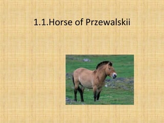 1.1.Horse of Przewalskii
 
