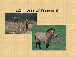 1.1. Horse of Przewalskii
 