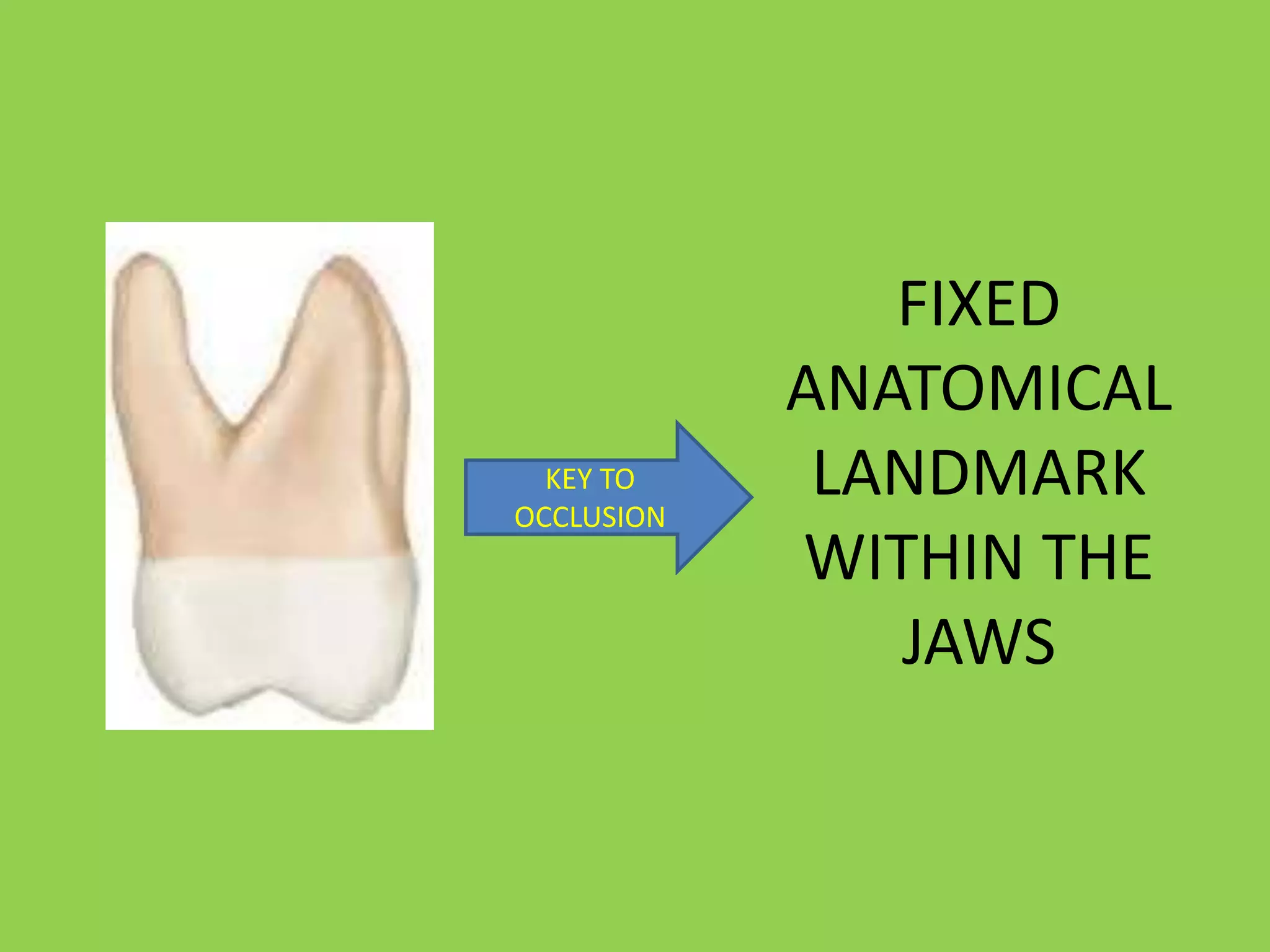 FIXED
ANATOMICAL
LANDMARK
WITHIN THE
JAWS
KEY TO
OCCLUSION