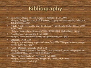 Suzanne. "Angles of Man, Angles of Nature." 1 Oct. 2008 <http://lh5.ggpht.com/_kk2bk3pknoi/rkpgcfyztri/aaaaaaaabxy/vbrvjm41ohq/image31.jpg>. "Right Angle Tree on the Way to Munnar."  Farm4.static.flickr . 24 May 2008. 1 Oct. 2008 <http://farm4.static.flickr.com/3066/2357618492_02dbe00a31_m.jpg>. "Ladder tree."  Arbosmith . 1 Oct. 2008 <http://www.arborsmith.com/images/ladder_tree1.jpg>. Delivery . 1 Oct. 2008 <http://wwwdelivery.superstock.com/wi/223/1796/previewcomp/superstock_1796r-8217.jpg>. "Leaf."  Domino Research . 1 Oct. 2008 <http://domino.research.ibm.com/comm/research_teams.nsf/pages/zos.index.html/$file/leaf_1_bg_010503.jpg>. "Tree Northumberland."  Freefoto . 1 Oct. 2008 <http://www.freefoto.com/images/15/19/15_19_8---tree--northumberland_web.jpg>. 