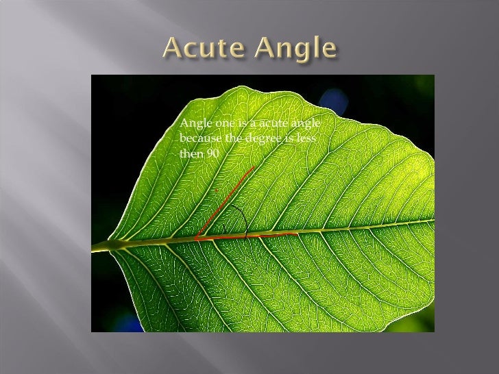 Angles In Nature 2