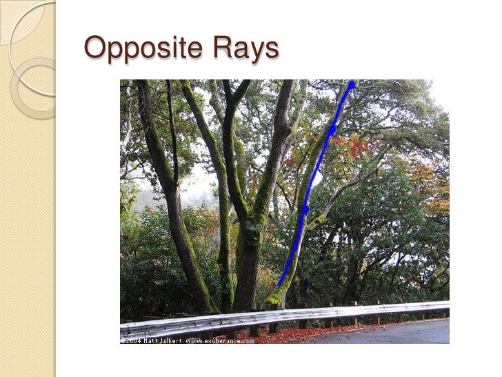 Angles In Trees Final2