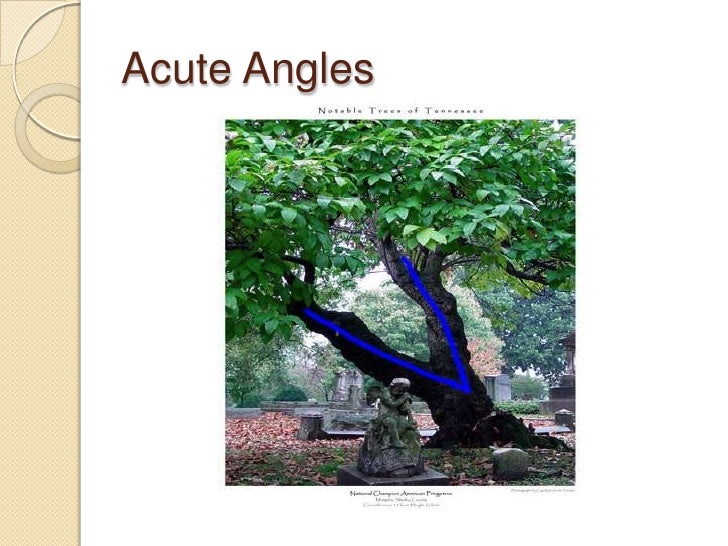 Angles In Trees Final2