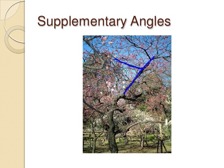 Angles In Trees Final2