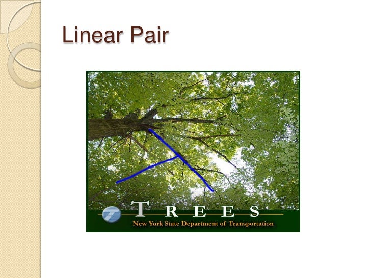 Angles In Trees Final2