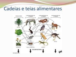 Cadeias e teias alimentares