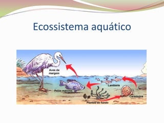 Ecossistema aquático