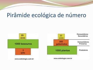 Pirâmide ecológica de número