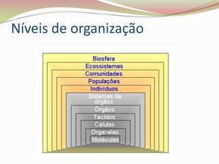 Níveis de organização