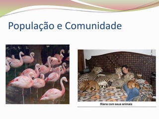 População e Comunidade