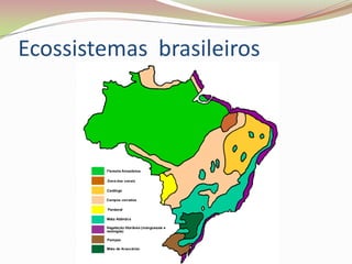 Ecossistemas brasileiros