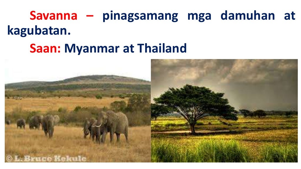 Ang mga vegetation cover ng asya