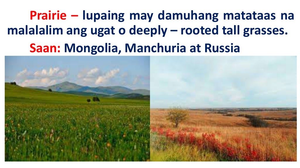 Ang mga vegetation cover ng asya