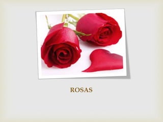 ROSAS
 