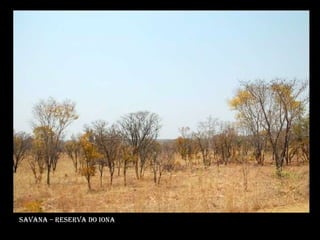 Savana – reserva do iona 