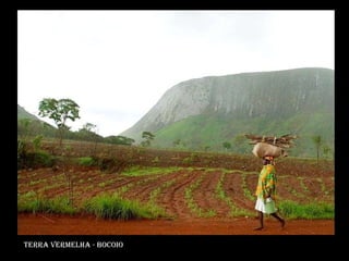 Terra vermelha - bocoio 