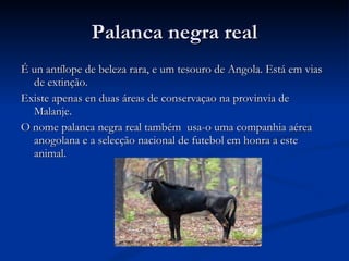 Palanca negra real É un antílope de beleza rara, e um tesouro de Angola. Está em vias de extinção. Existe apenas en duas áreas de conservaçao na provinvia de Malanje. O nome palanca negra real também  usa-o uma companhia aérea anogolana e a selecção nacional de futebol em honra a este animal. 