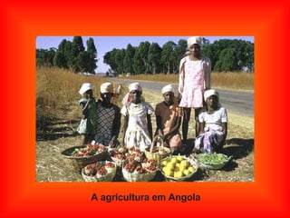 A agricultura em Angola 