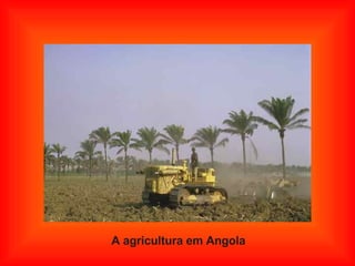 A agricultura em Angola 