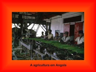A agricultura em Angola 