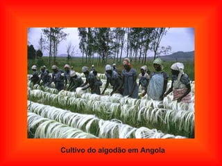 Cultivo do algodão em Angola 