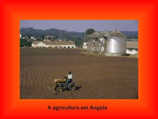 A agricultura em Angola 