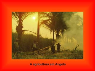 A agricultura em Angola 
