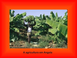 A agricultura em Angola 