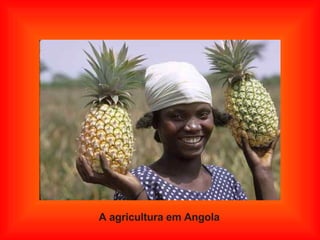 A agricultura em Angola 