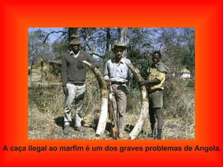 A caça ilegal ao marfim é um dos graves problemas de Angola. 