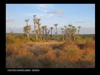 Cactos candelabro - bengo 