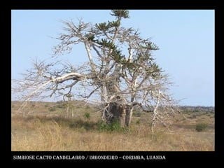 Simbiose Cacto Candelabro / Imbondeiro – corimba, luanda 