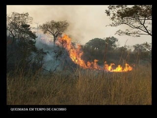 Queimada em tempo de cacimbo 