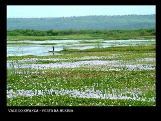 Vale do kwanza – perto da muxima 