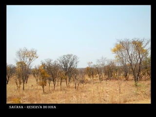 Savana – reserva do iona 