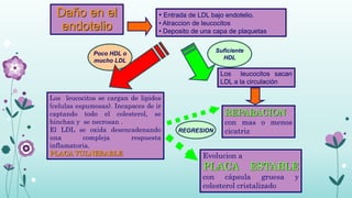 Daño en el
endotelio
• Entrada de LDL bajo endotelio.
• Atraccion de leucocitos
• Deposito de una capa de plaquetas
REPARACION
con mas o menos
cicatriz
Los leucocitos sacan
LDL a la circulación
Los leucocitos se cargan de lipidos
(celulas espumosas). Incapaces de ir
captando todo el colesterol, se
hinchan y se necrosan .
El LDL se oxida desencadenando
una compleja respuesta
inflamatoria.
PLACA VULNERABLE Evolucion a
PLACA ESTABLE
con cápsula gruesa y
colesterol cristalizado
Poco HDL o
mucho LDL
Suficiente
HDL
REGRESION
 