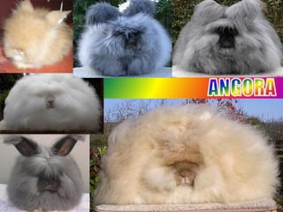 Angora Presentation | PDF