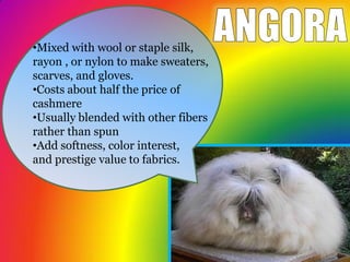 Angora Presentation | PDF