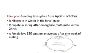 Life cycle:-Breeding takes place from April to october.
• It hibernate in winter in the larval stage.
• It pupate in spring.After emergence,moth mate within
24hrs.
• A female lays 150 eggs on an average after one week of
mating.
 