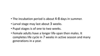 • The incubation period is about 4-8 days in summer.
• Larval stage may last about 3 weeks.
• Pupal stages is of one to two weeks.
• Female adults have a longer life-span then males. It
completes life cycle in 7 weeks in active season and many
generations in a year.
 