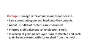Damage:-Damage is maximum in monsoon season.
• Larva bores into grain and feed onto the contents.
• About 30-50% of contents are consumed.
• Infested grains give out an unpleasent smell.
• In a heap of grain,upper layer is more affected and each
grain being covered with scales shed from the moth.
 