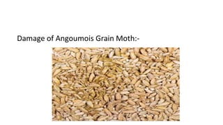 Damage of Angoumois Grain Moth:-
 