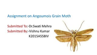 Assignment on Angoumois Grain Moth
Submitted To:-Dr.Swati Mehra
Submitted By:-Vishnu Kumar
K2015A55BIV
 
